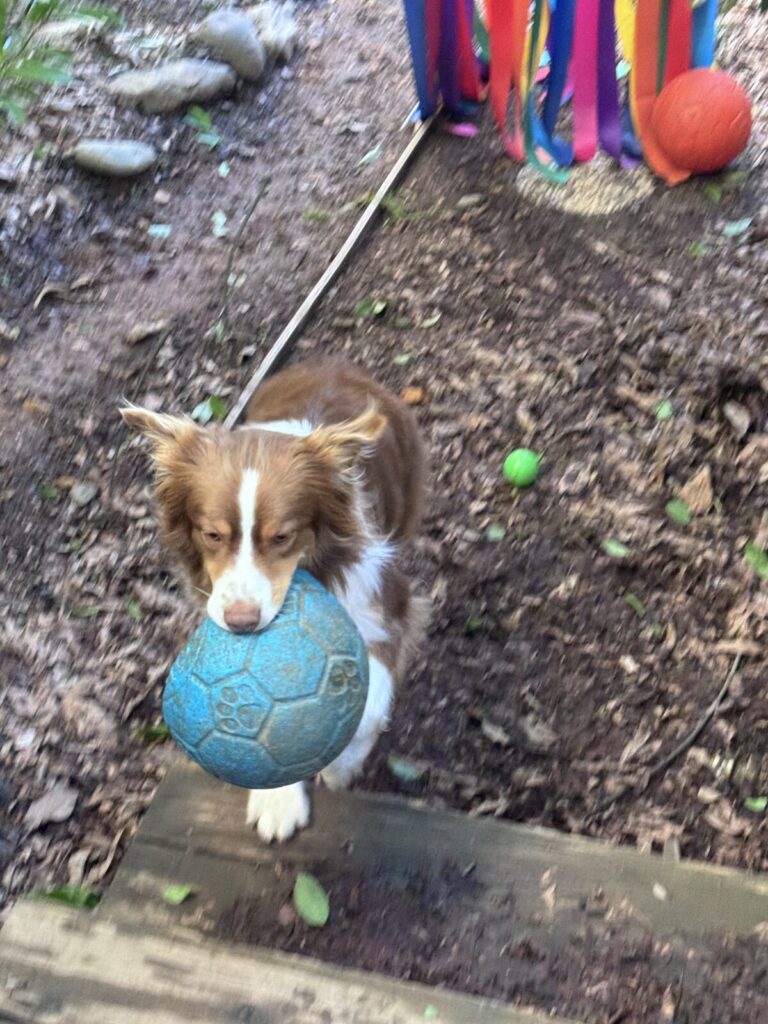 Max carrying a blue dog ball in his mouth while walking toward the camera.