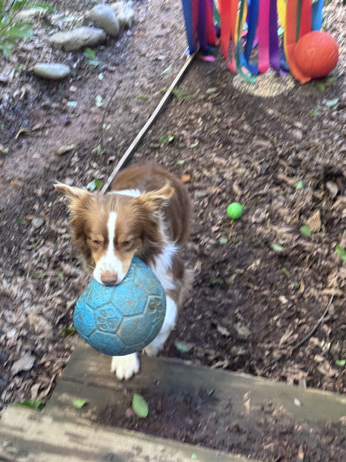 Costco Dog Toys Review: Maximum Fun, Minimal Lifespan