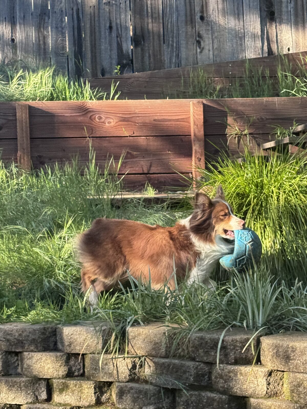 Max standing in the yard with a blue dog ball in his mouth.