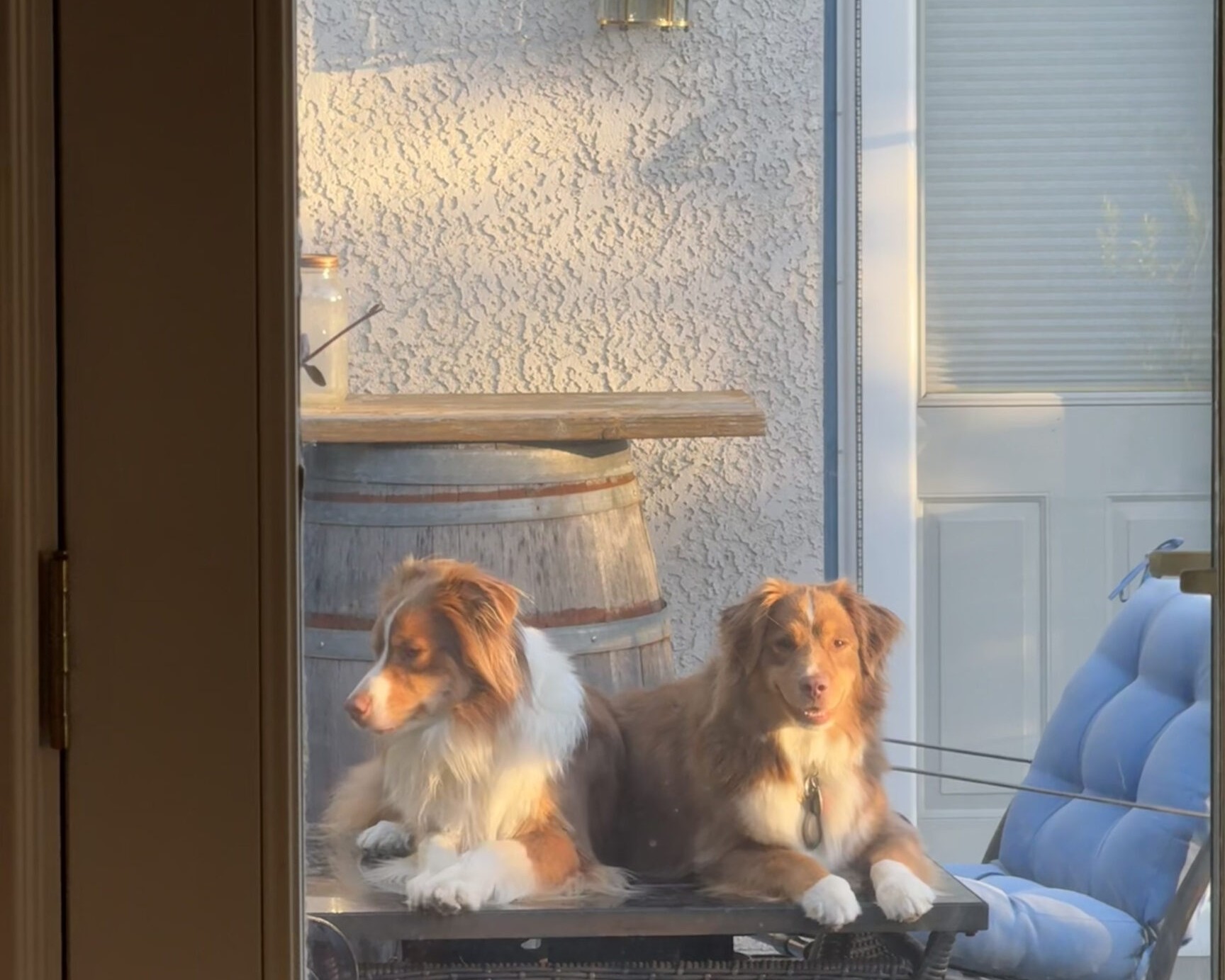Max and Oski lounging together during patio watch in a tighter crop focused on the dogs and table.
