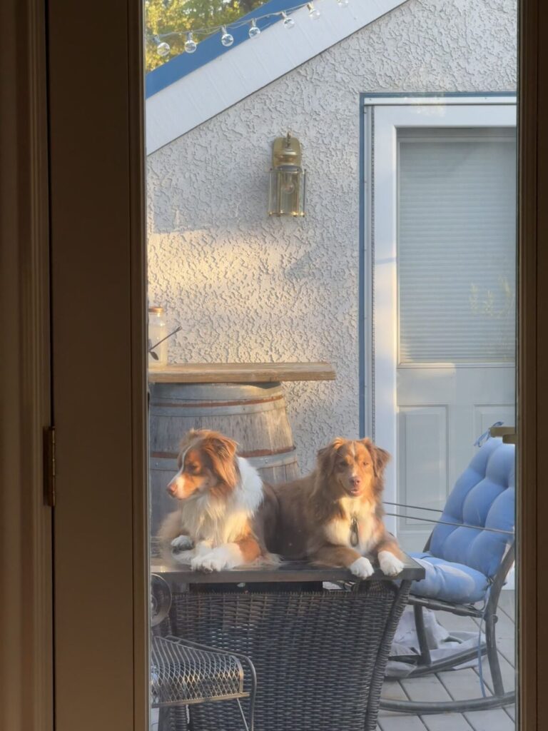 Max and Oski lounging together on an outdoor chair during patio watch.