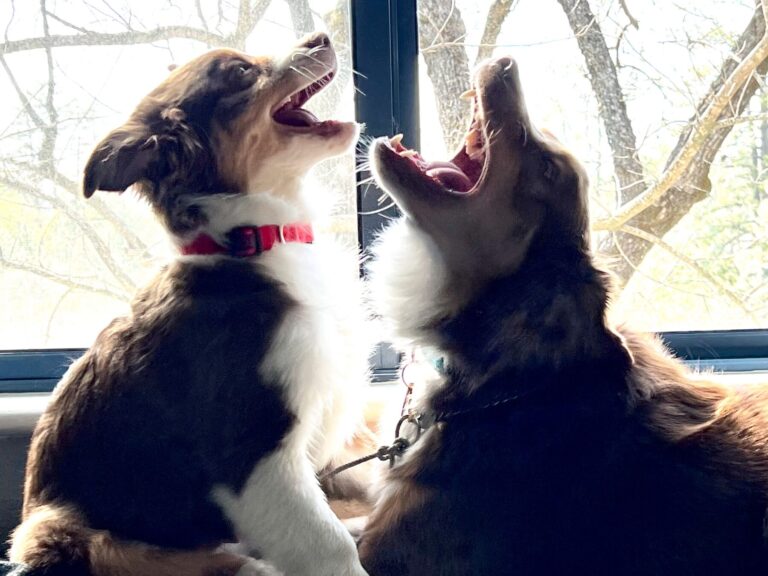 Max and his younger brother Oski sitting at a window together with their mouths open as if mid-conversation.