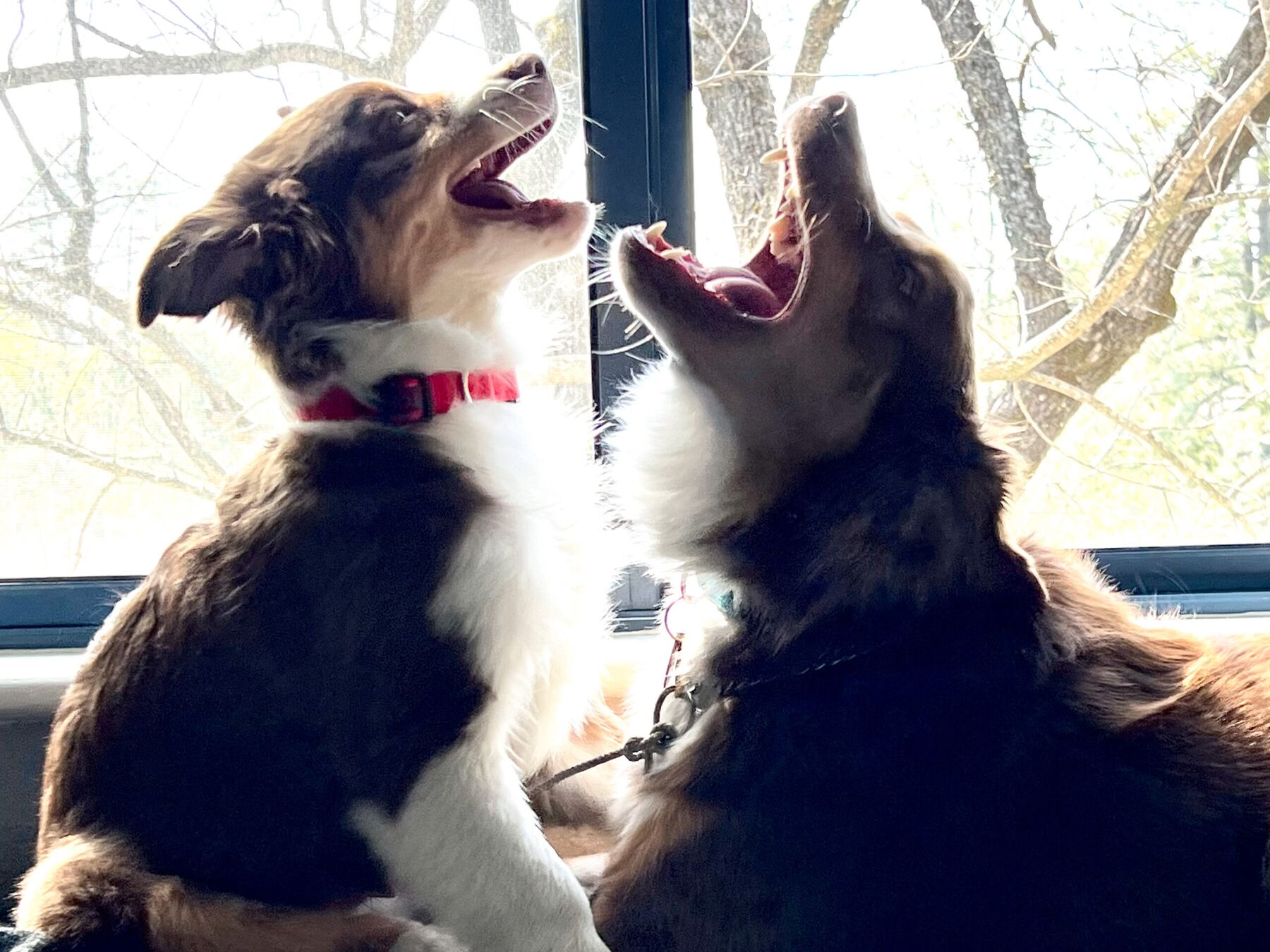 Max and his younger brother Oski sitting at a window together.