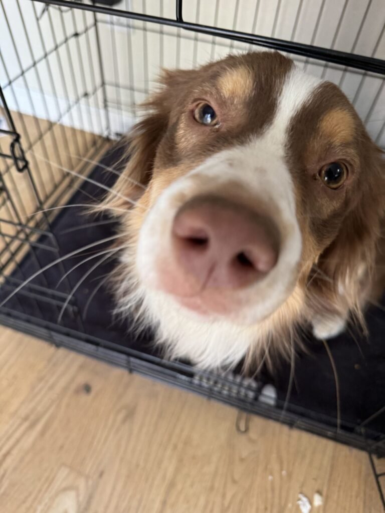 A close-up of Max pressing his nose toward the camera from inside his crate.