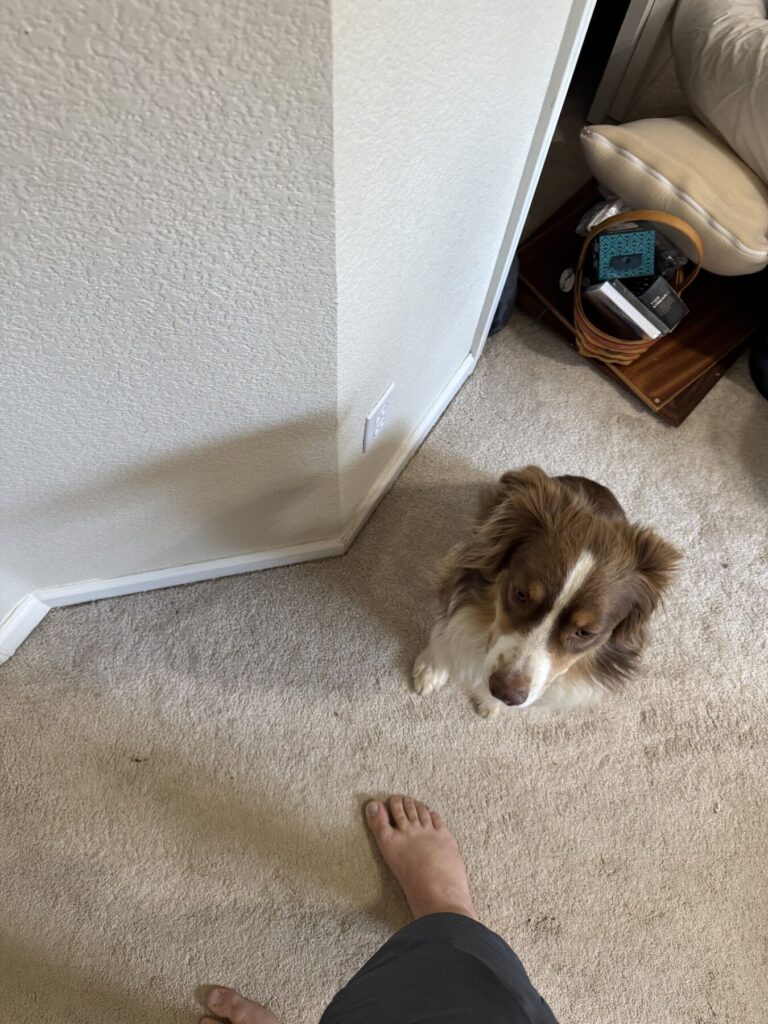 Max sitting beside a person and looking up during indoor supervision duty.