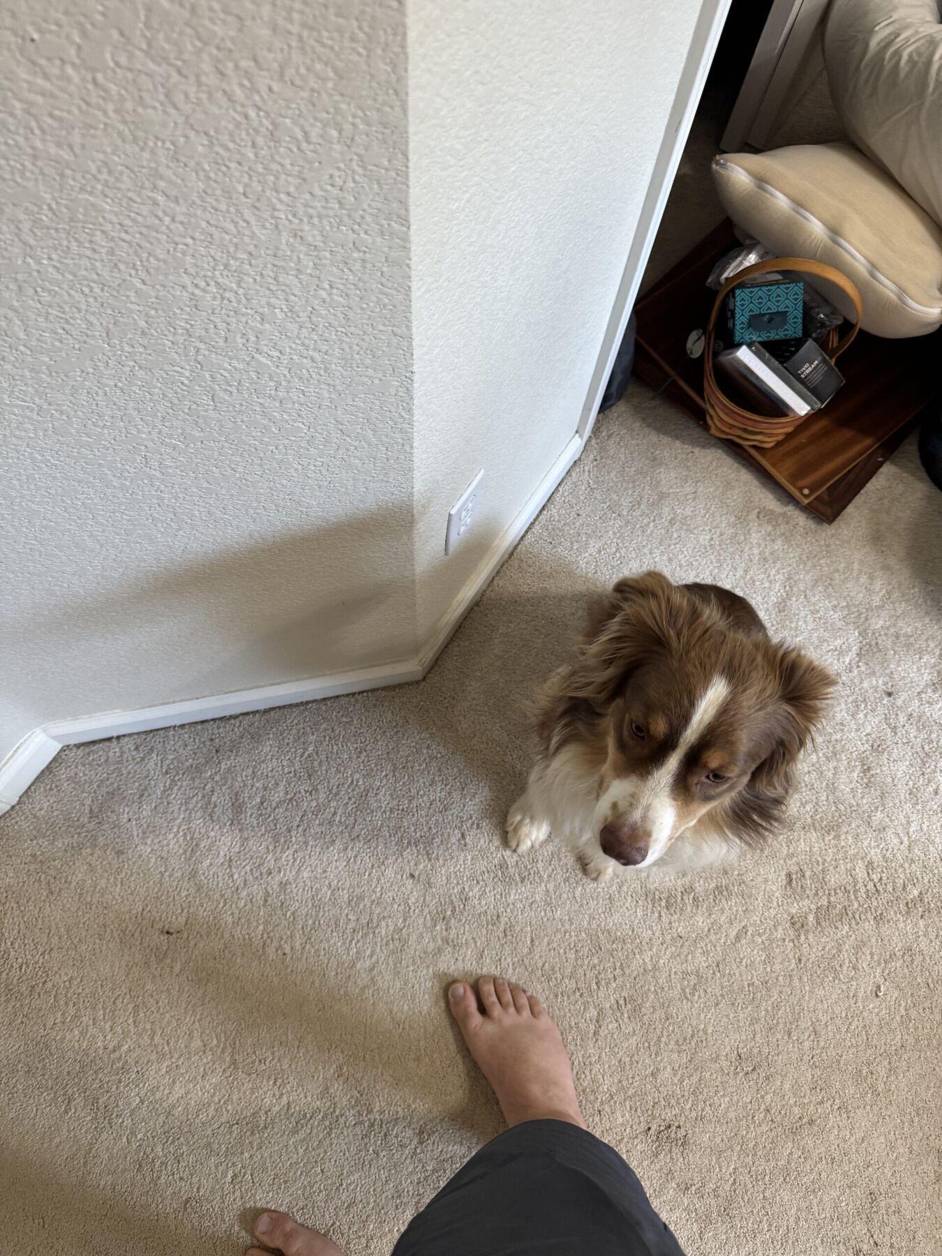 Max sitting beside a person and looking up during indoor supervision duty.