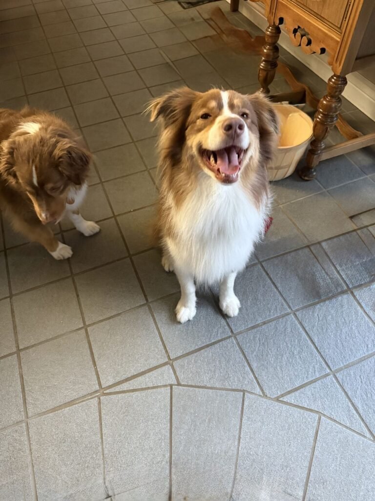 Max smiling brightly in the kitchen while another dog stands nearby.
