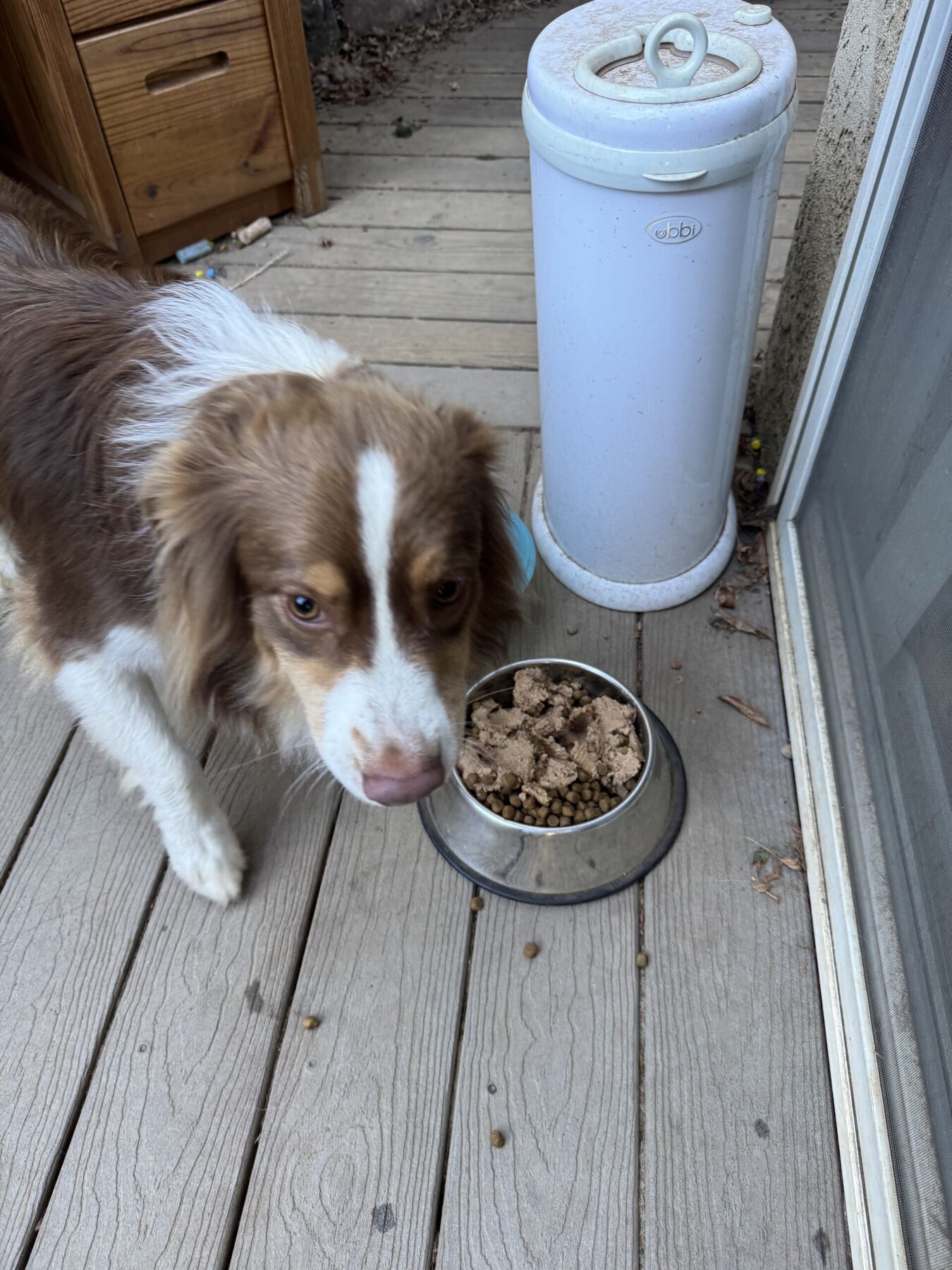 Max standing beside his food bowl on the deck and looking up at the camera.
