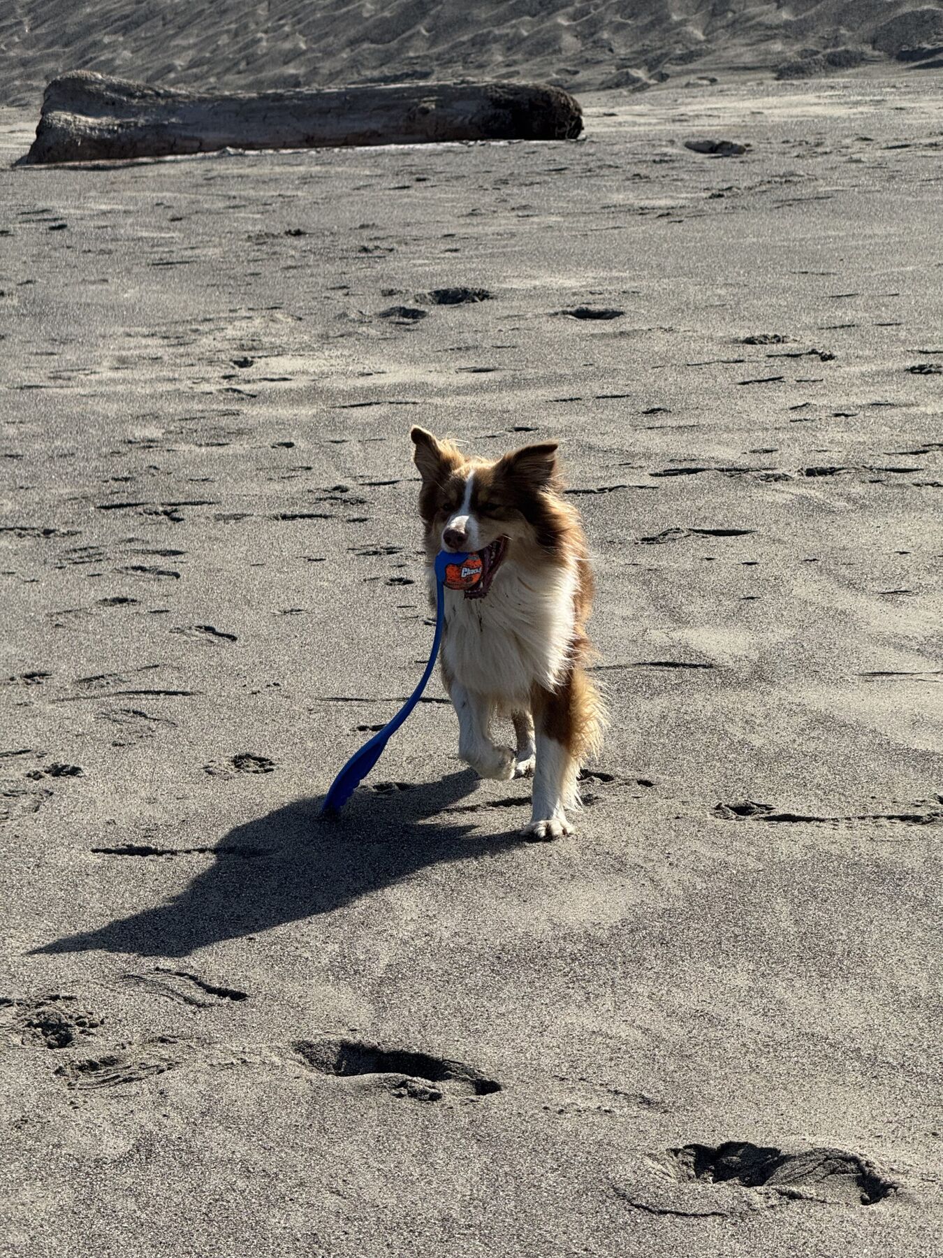 Max standing on the beach with his leash in his mouth.