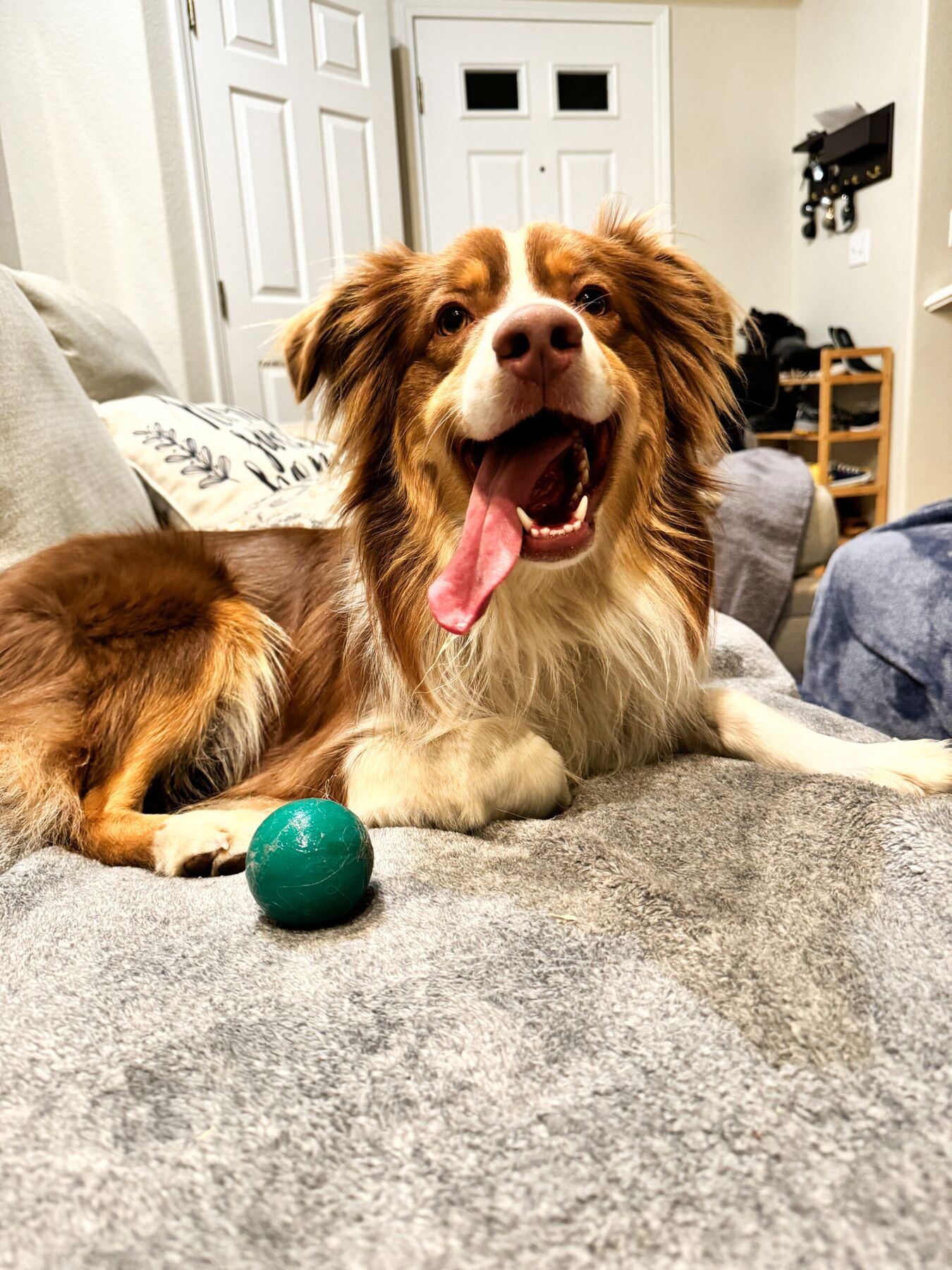 Max lounging on a couch with his tongue out and a green ball in front of him.