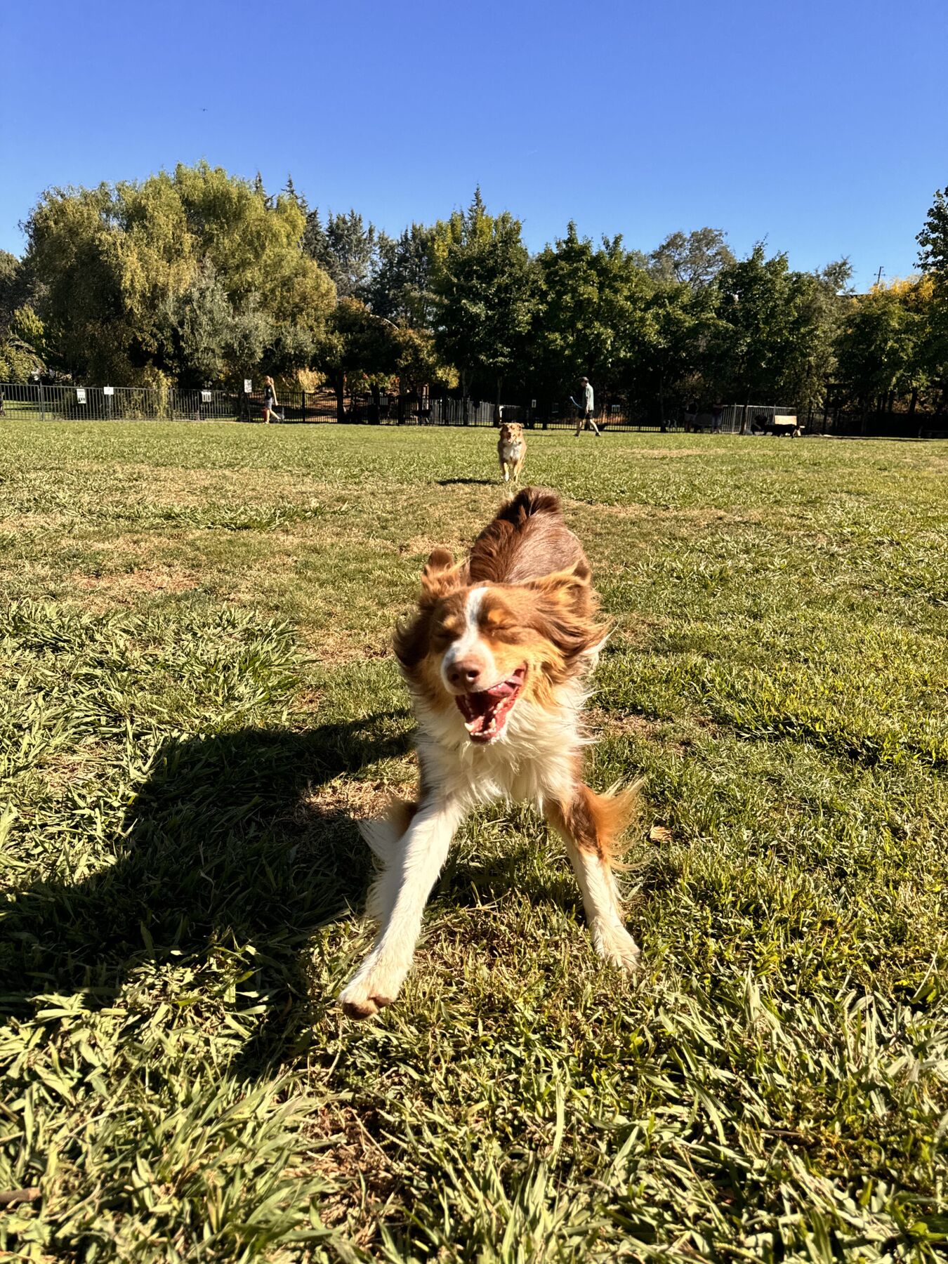 Max running toward the camera across a grassy field on a sunny day.