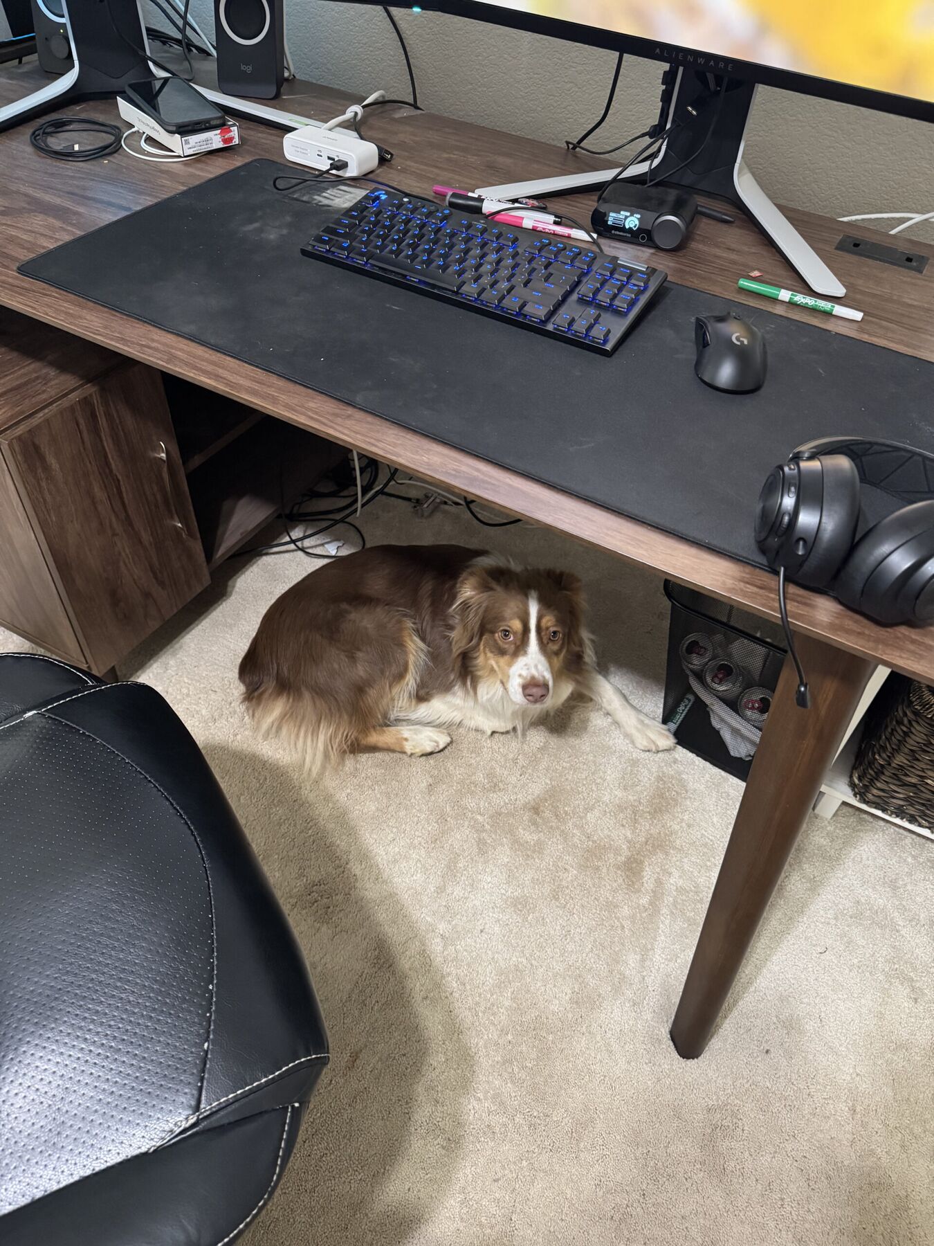 Max curled under a desk while keeping an eye on the room.