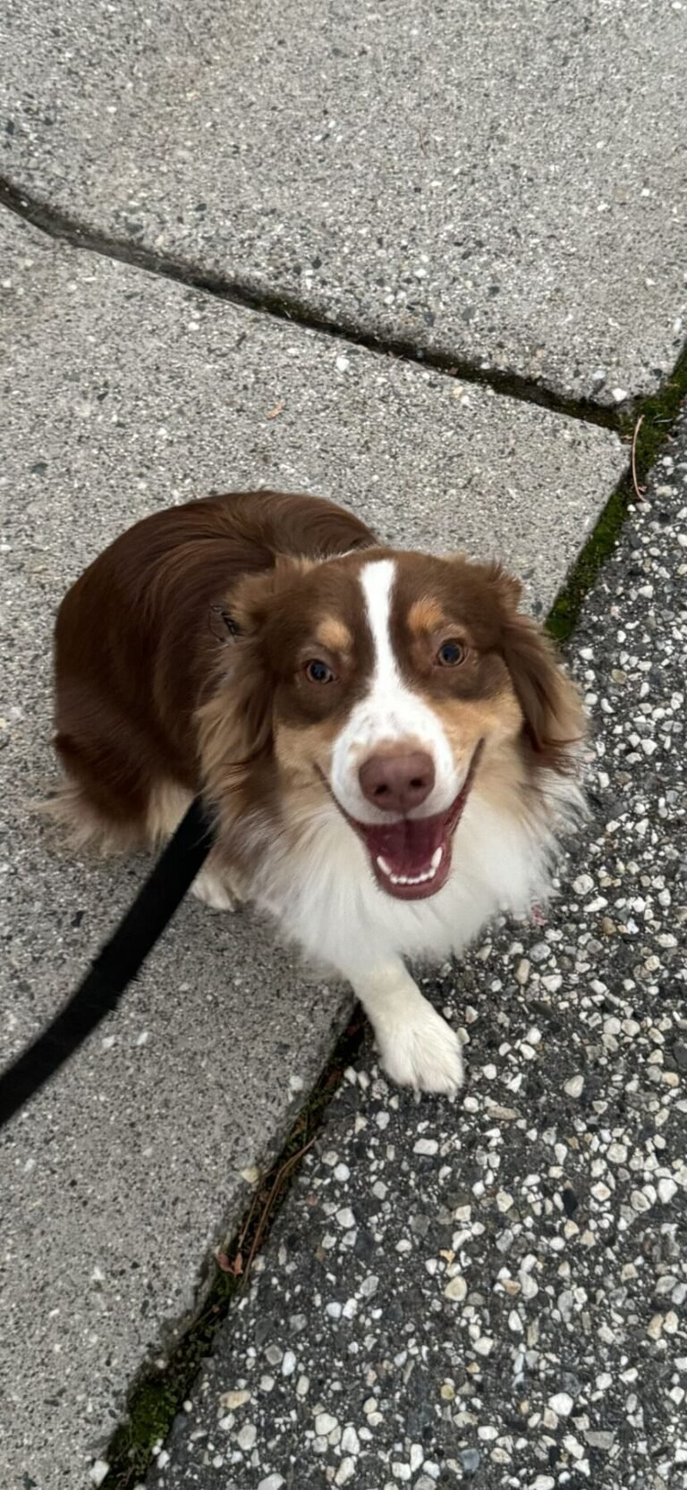 Max looking up and smiling during a walk on the sidewalk.