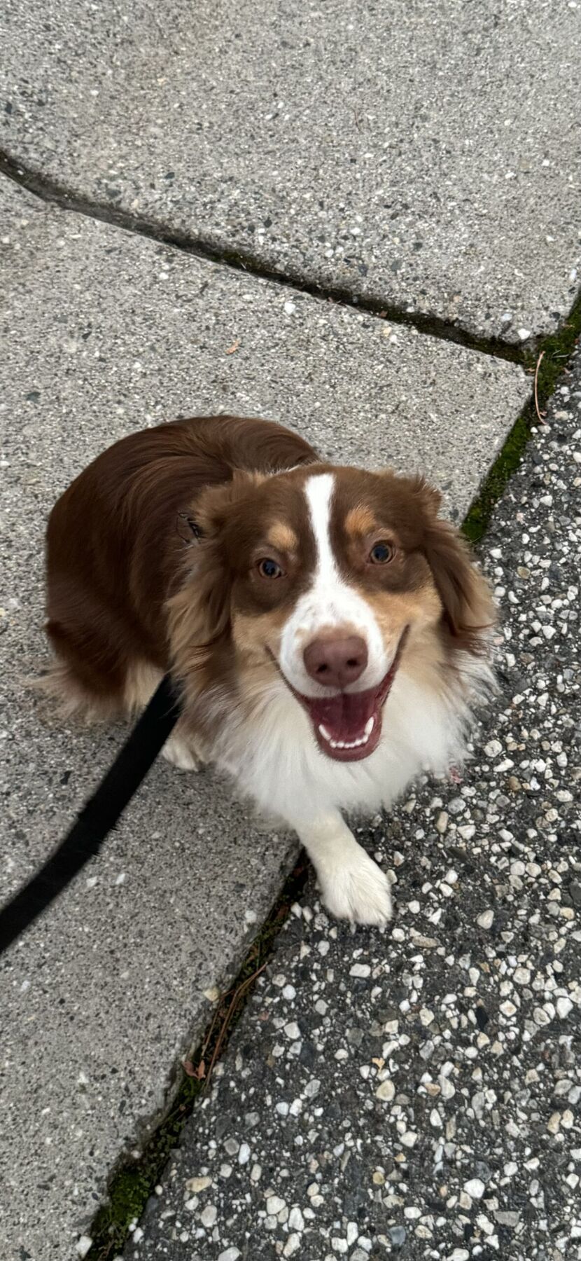 Today’s Walk Had Excellent Smells and One Suspicious Bag