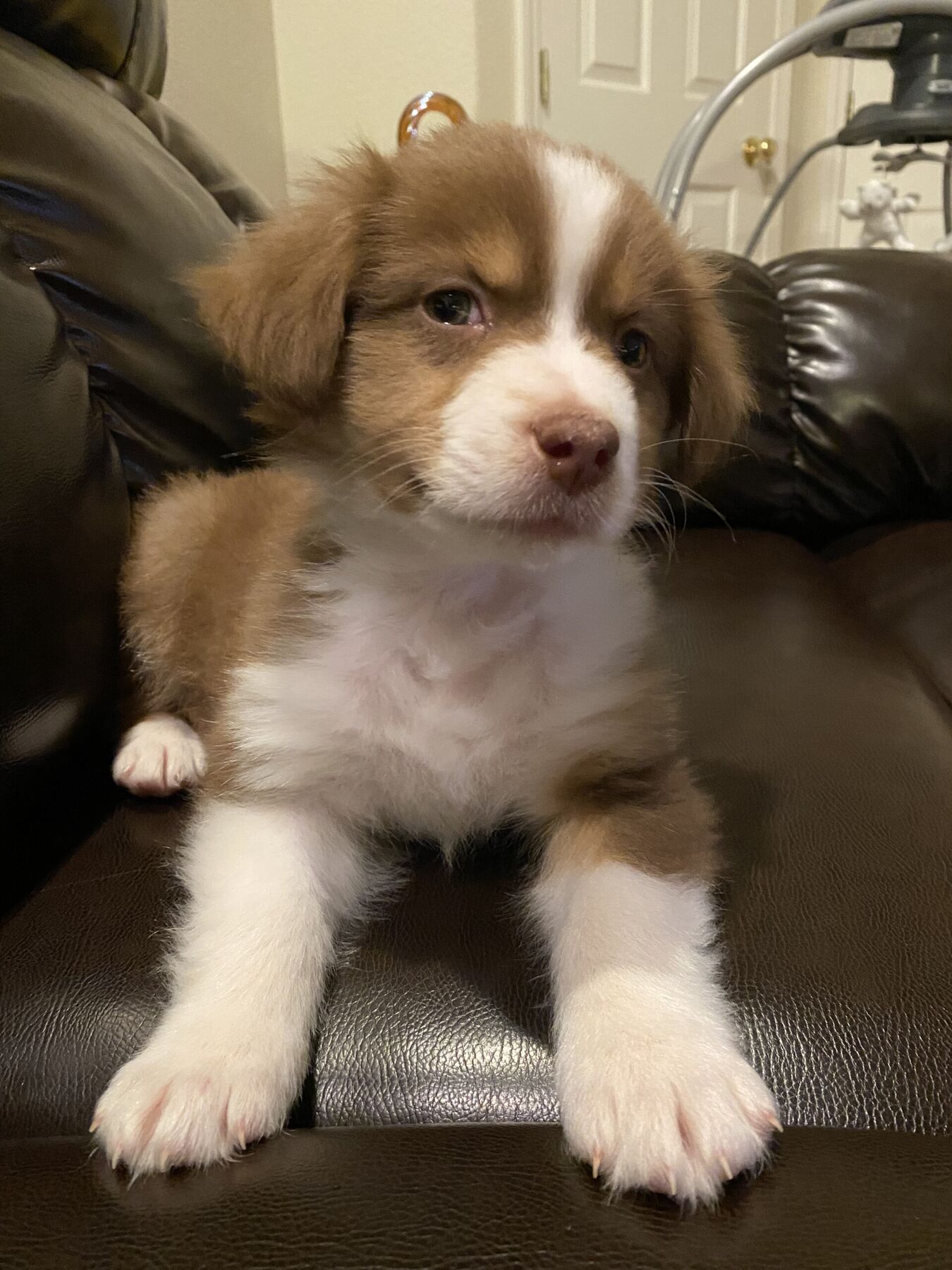 Oski as a fluffy puppy sitting on a dark chair and looking into the camera.